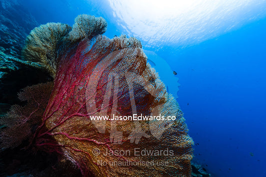 The bright red fragile lattice of a Gorgonian Sea Fan on the wall of a coral reef. Friwinbonda Island, Raja Ampat, Indonesia.