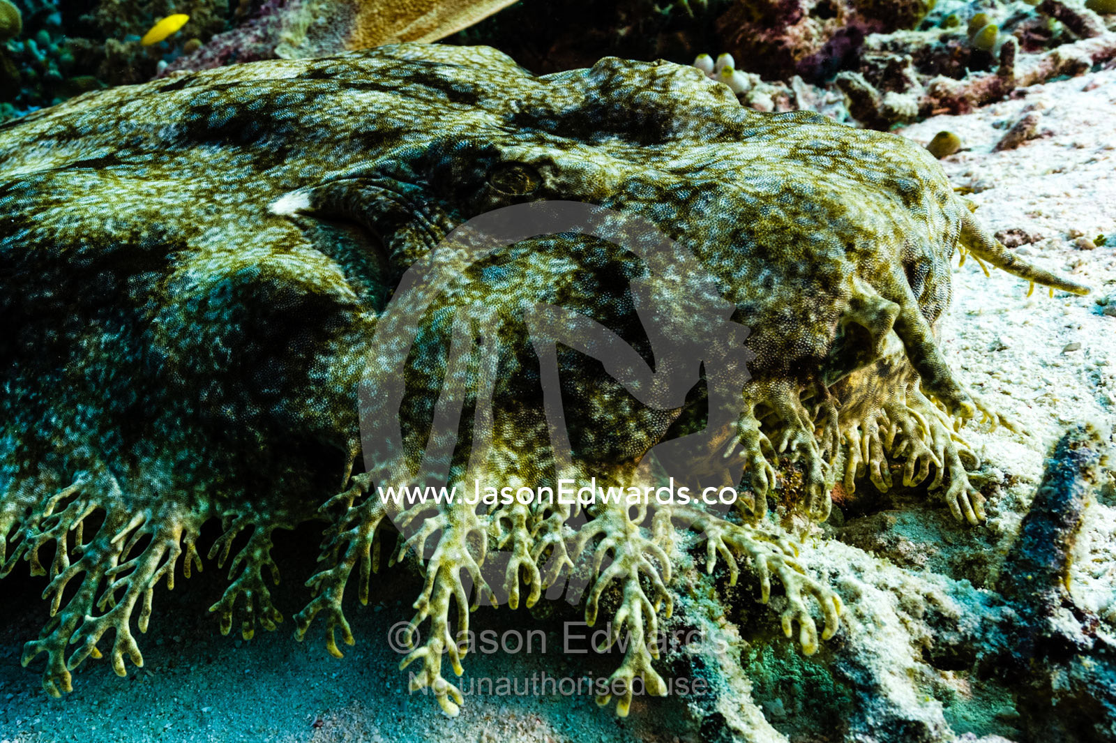 The Tasselled Wobbegong can be readily identified by the fringe of dermal lobes on its head. Friwinbonda Island, Raja Ampat, Indonesia.