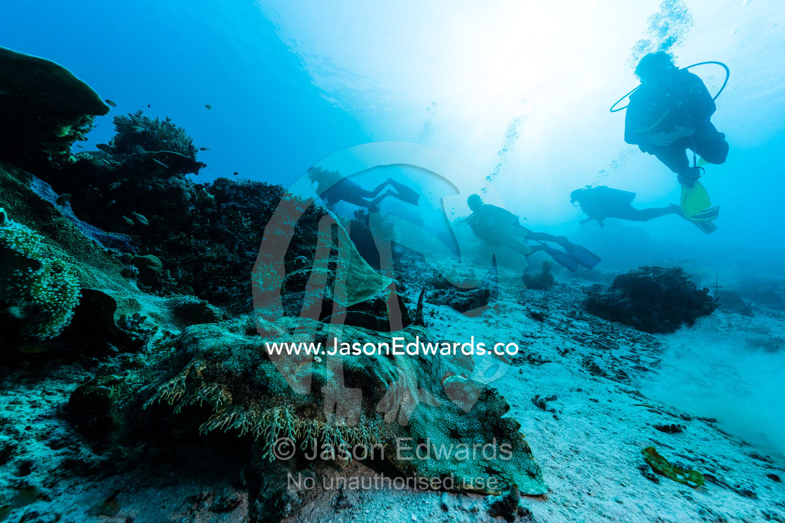 Scuba divers approach a Tasselled Wobbegong resting on the sandy ocean floor. Friwinbonda Island, Raja Ampat, Indonesia.