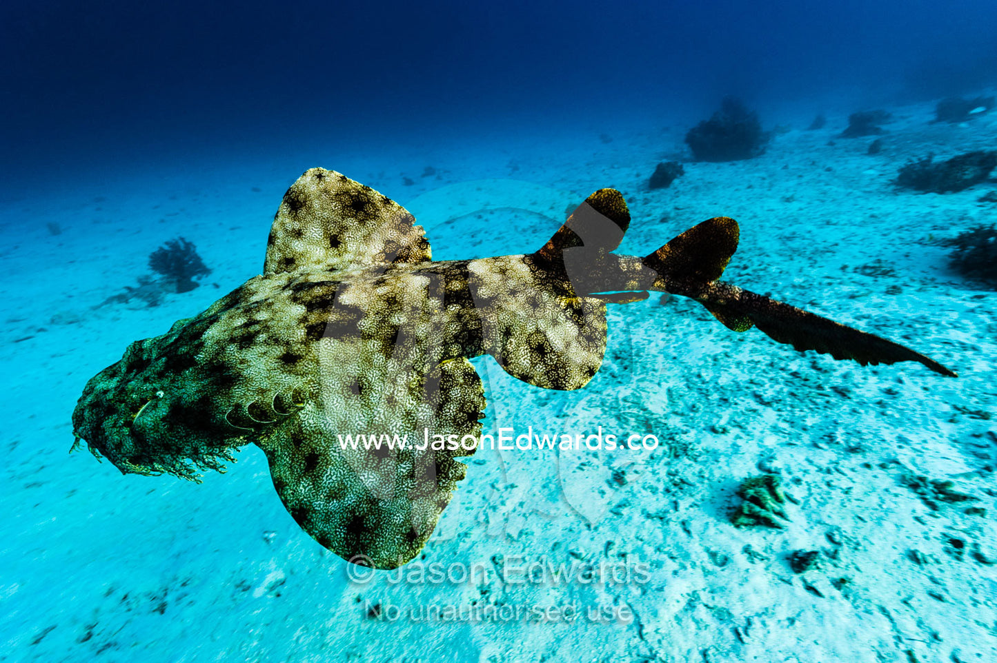 The blotches and reticulations on a Tasselled Wobbegong skin swimming with it's pectoral fins extended. Friwinbonda Island, Raja Ampat, Indonesia.