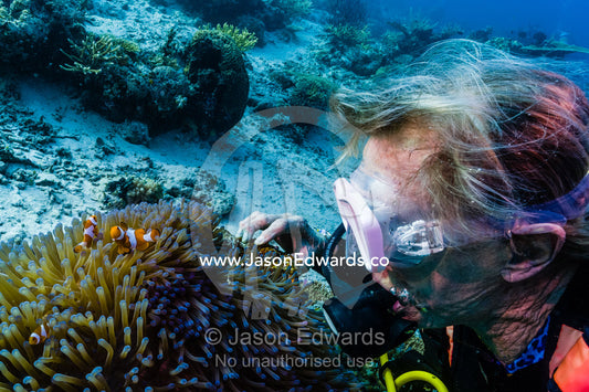 A scuba diver interacts with a Ocellaris Clownfish in a sea anemone. Friwinbonda Island, Raja Ampat, Indonesia.