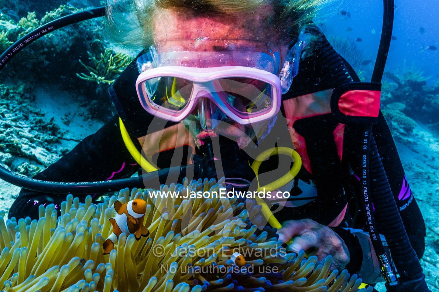 A scuba diver interacts with a Ocellaris Clownfish in a sea anemone. Friwinbonda Island, Raja Ampat, Indonesia.