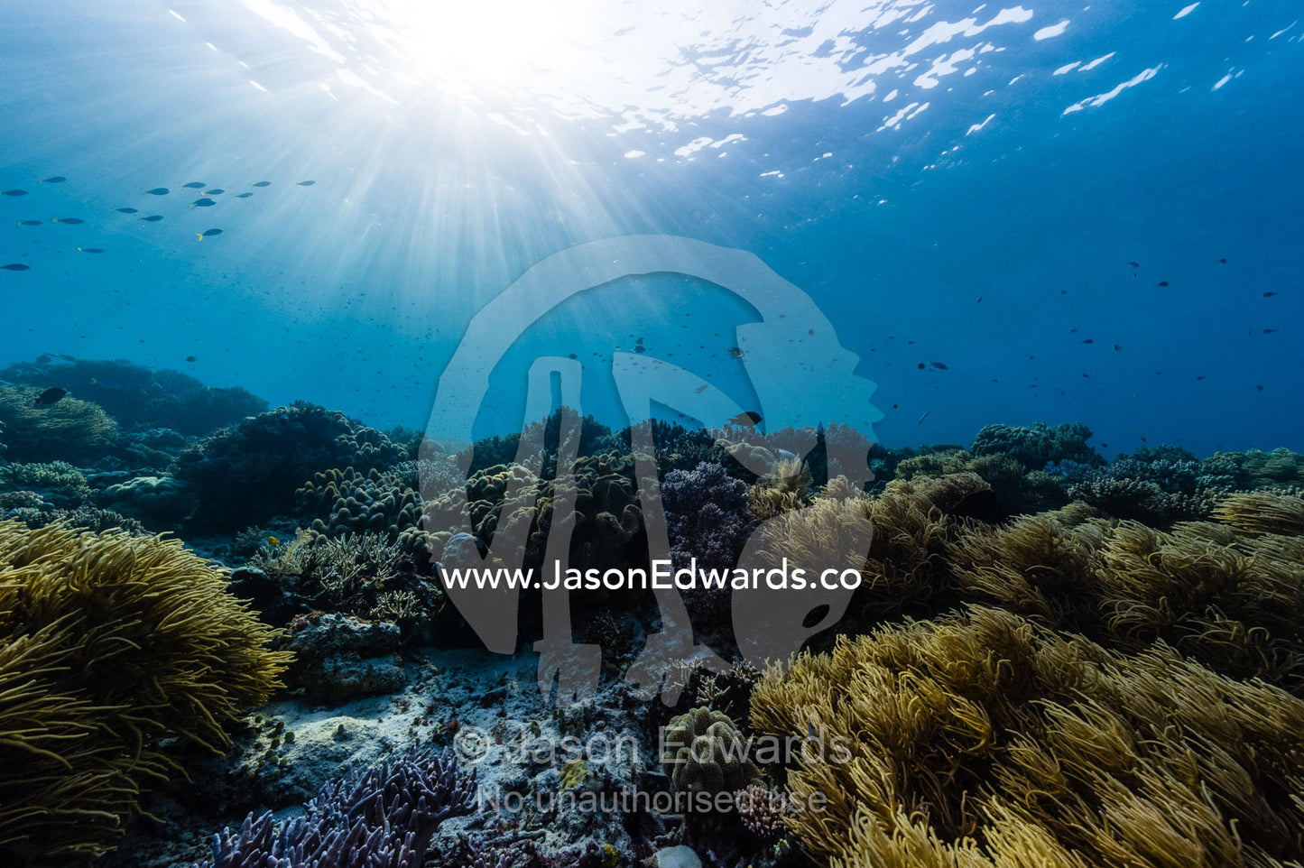 Schools of fish swimming through sunrays above a reef and Ellisela, Yellow Whip Coral. Friwinbonda Island, Raja Ampat, Indonesia.