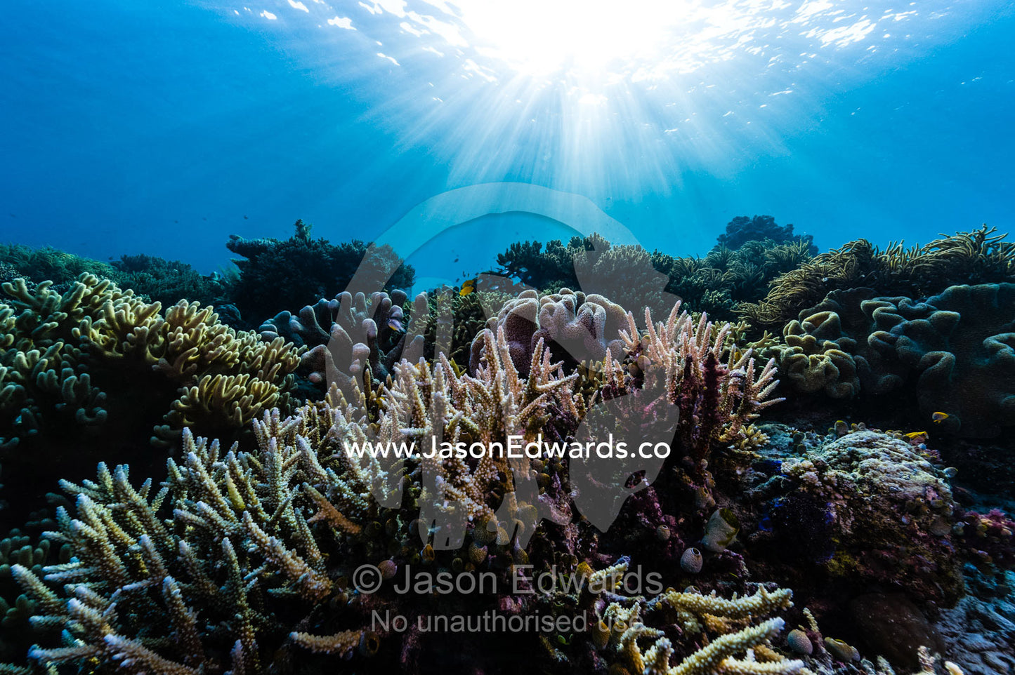 Sunrays fall across a pristine reef of Staghorn Coral and a soft coral shaped like a toadstool. Friwinbonda Island, Raja Ampat, Indonesia.
