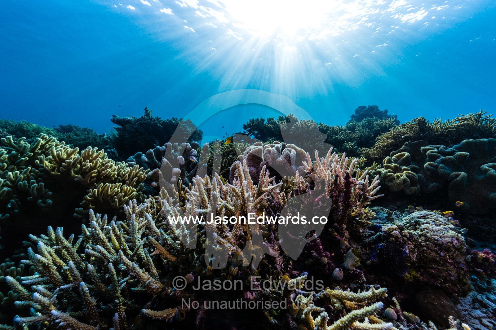 Sunrays fall across a pristine reef of Staghorn Coral and a soft coral shaped like a toadstool. Friwinbonda Island, Raja Ampat, Indonesia.