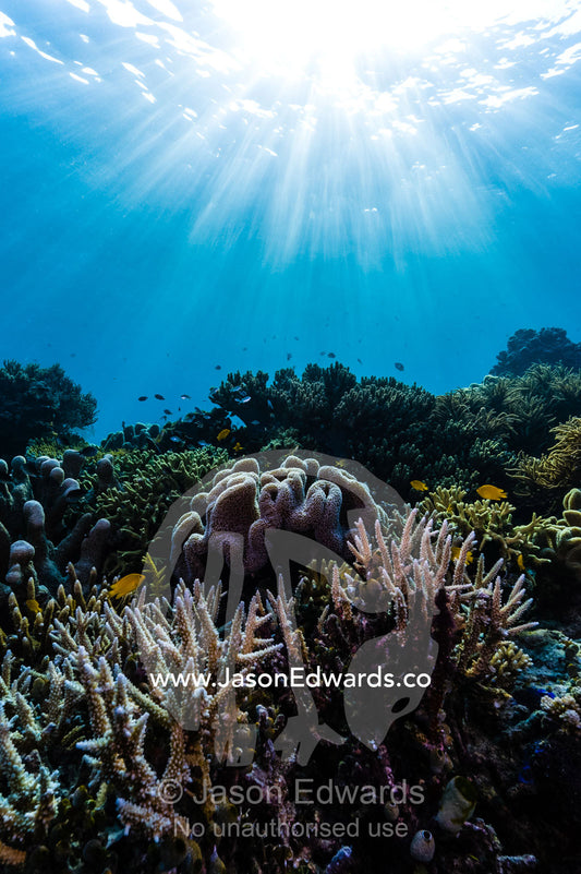 Sunrays fall across a pristine reef of Staghorn Coral and a soft coral shaped like a toadstool. Friwinbonda Island, Raja Ampat, Indonesia.