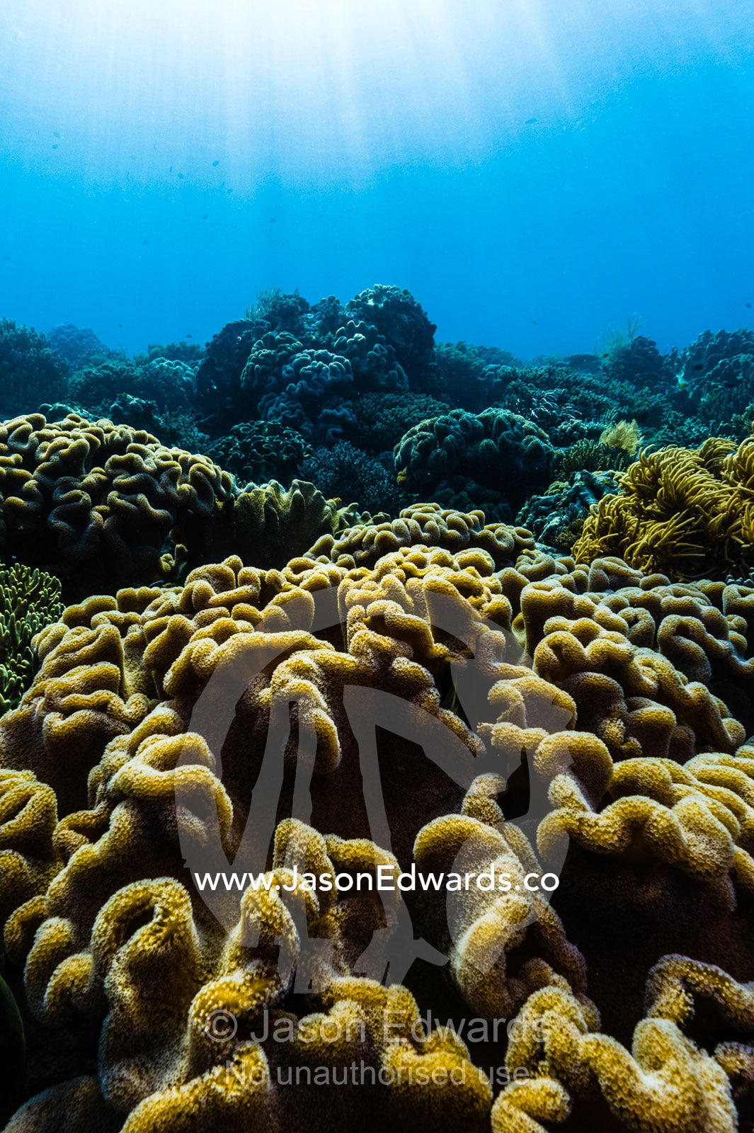 Sunrays fall across a pristine reef and the folded layers of Sarcophyton soft leather coral. Friwinbonda Island, Raja Ampat, Indonesia.