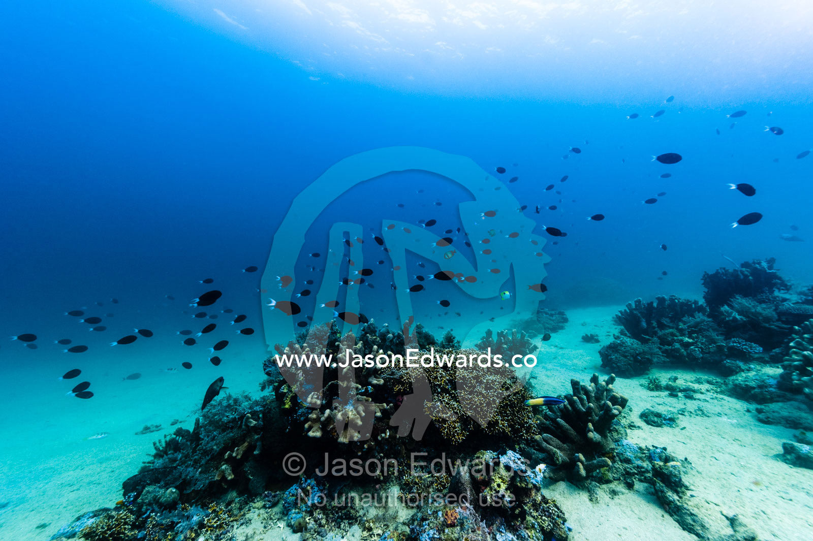 A shoal of Surgeonfish swimming over a shallow reef in a sunlit tropical sea. Lighthouse, Banda Neira, Banda Islands, Maluku Province, Indonesia.