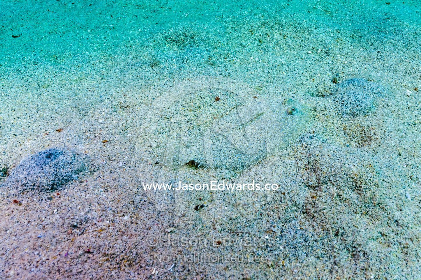 Leopard flounders use color to camouflage themselves and wait for prey to swim by. Lighthouse, Banda Neira, Banda Islands, Maluku Province, Indonesia.