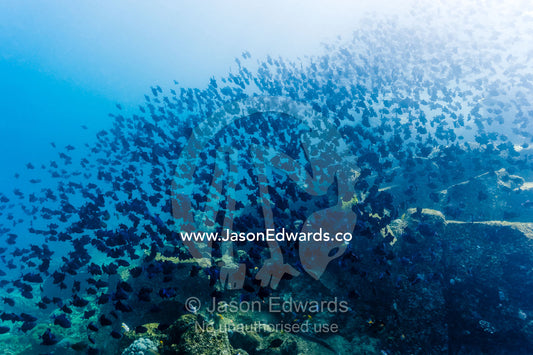 An enormous school of Red-toothed Triggerfish moving in formation along a reef wall towards the sun. Lighthouse, Banda Neira, Banda Islands, Maluku Province, Indonesia.