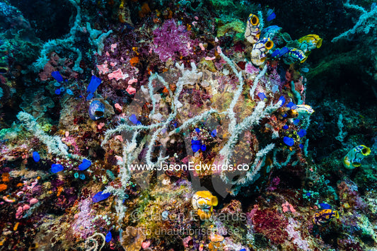 A colony of iridescent blue Sea Squirts and tunicates amongst tubular sponges on a colorful soft coral reef wall. Lighthouse, Banda Neira, Banda Islands, Maluku Province, Indonesia.