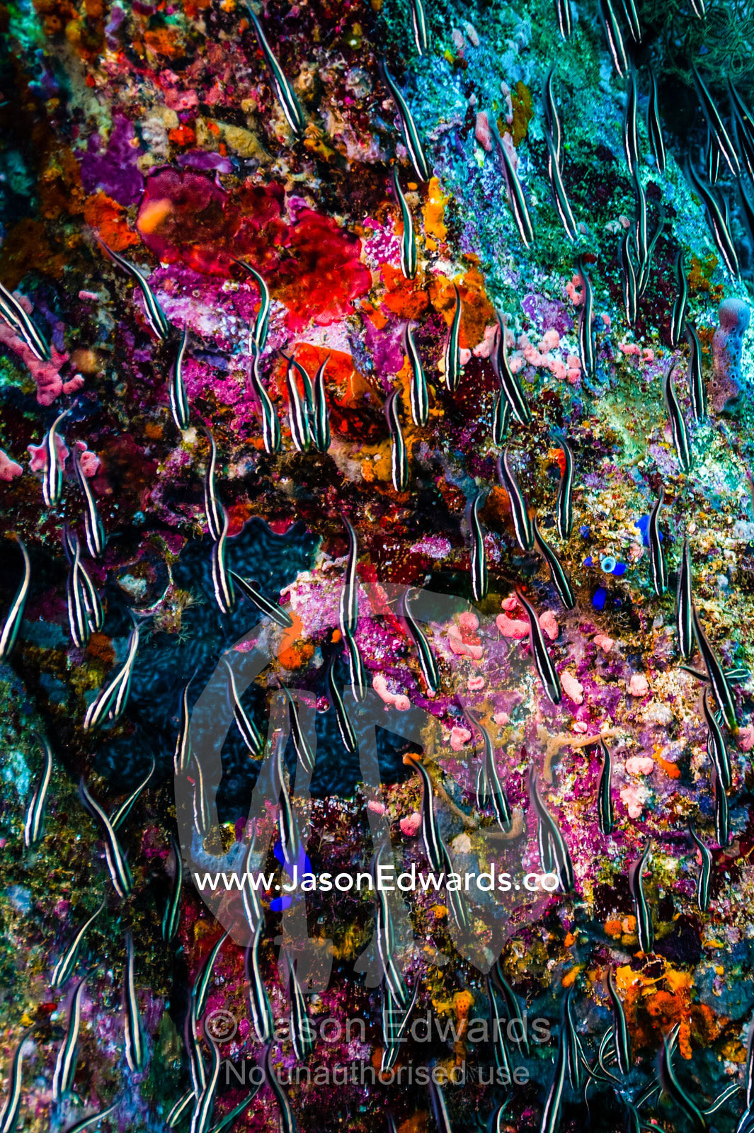 A shoal of Striped Catfish swimming along a colorful coral reef wall. Lighthouse, Banda Neira, Banda Islands, Maluku Province, Indonesia.
