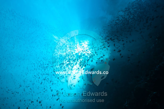 An enormous school of Red-toothed Triggerfish moving in formation along a reef wall towards the sun. Lighthouse, Banda Neira, Banda Islands, Maluku Province, Indonesia.