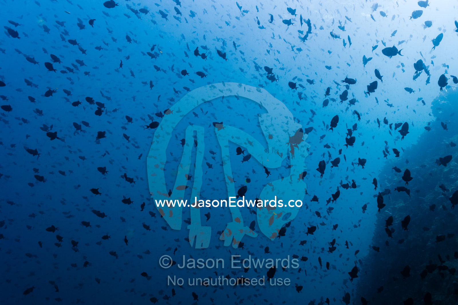 An enormous school of Red-toothed Triggerfish moving in formation along a reef wall towards the sun. Lighthouse, Banda Neira, Banda Islands, Maluku Province, Indonesia.