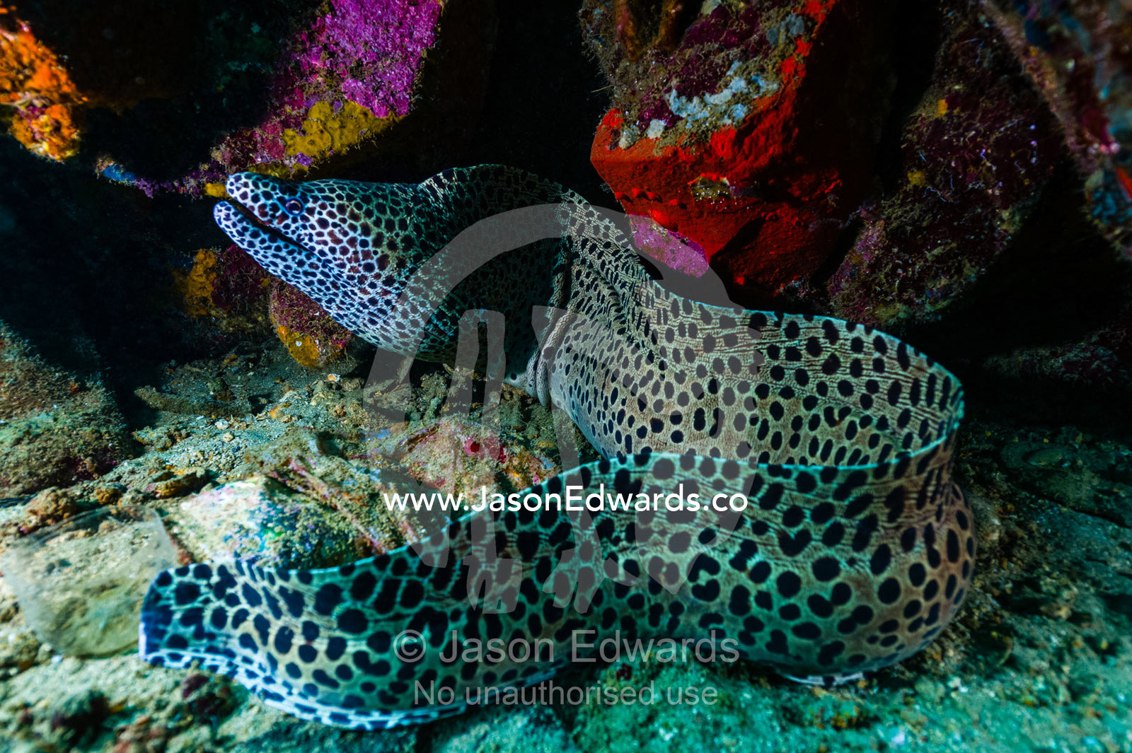 A Laced Moray Eel sheltering in a reef beneath a lighthouse. Lighthouse, Banda Neira, Banda Islands, Maluku Province, Indonesia.