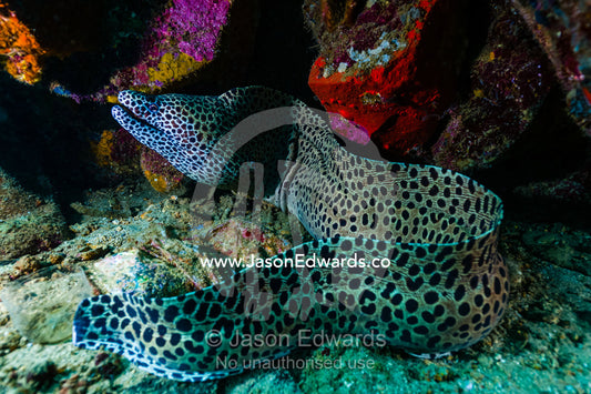 A Laced Moray Eel sheltering in a reef beneath a lighthouse. Lighthouse, Banda Neira, Banda Islands, Maluku Province, Indonesia.