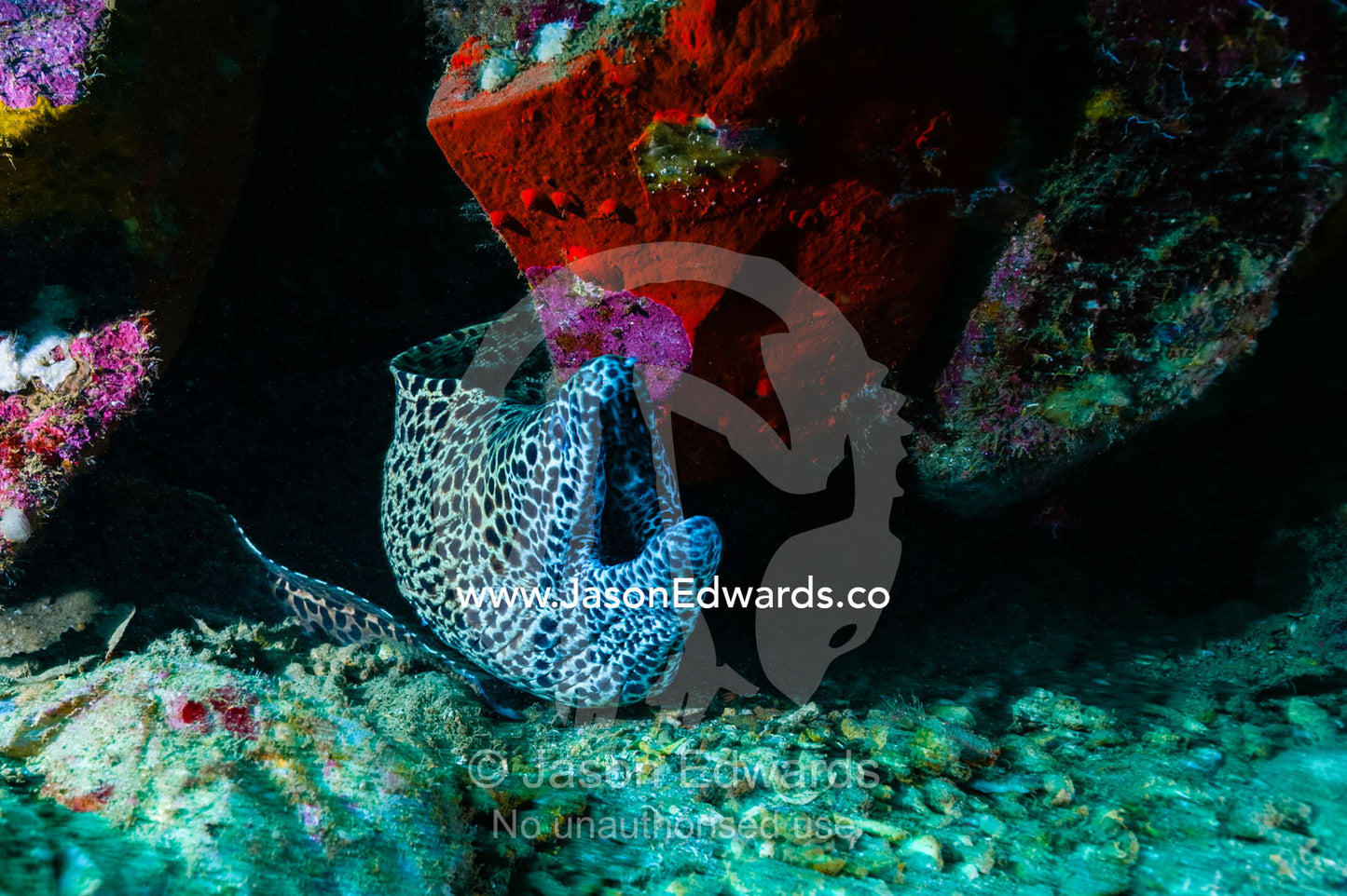A Laced Moray Eel sheltering in a reef beneath a lighthouse. Lighthouse, Banda Neira, Banda Islands, Maluku Province, Indonesia.