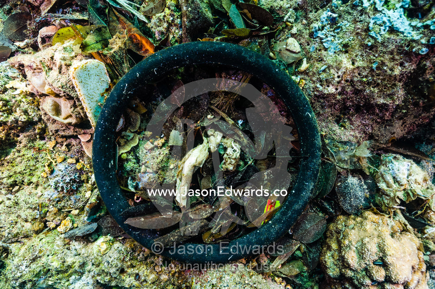 A rubber tyre rotting on the ocean floor. Lava Flow, Banda Neira, Banda Islands, Maluku Province, Indonesia.