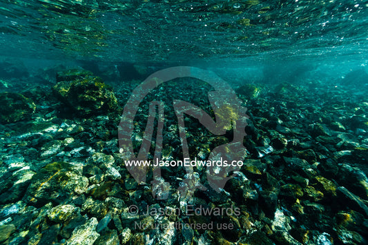 Algae growth on black lava which has flowed down the slope of an active volcano into the ocean. Lava Flow, Banda Neira, Banda Islands, Maluku Province, Indonesia.