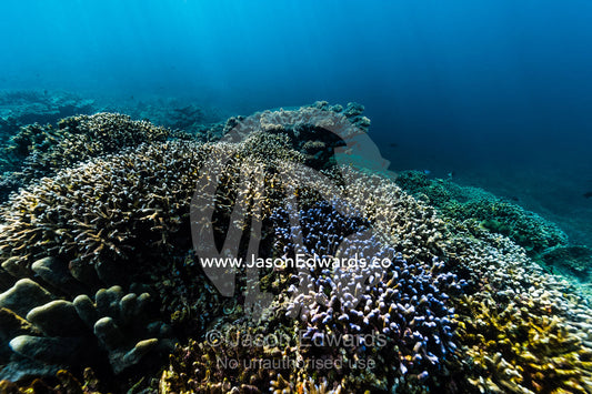 A pristine and healthy coral reef growing on top of a volcanic lava flow in a shallow tropical sea. Lava Flow, Banda Neira, Banda Islands, Maluku Province, Indonesia.