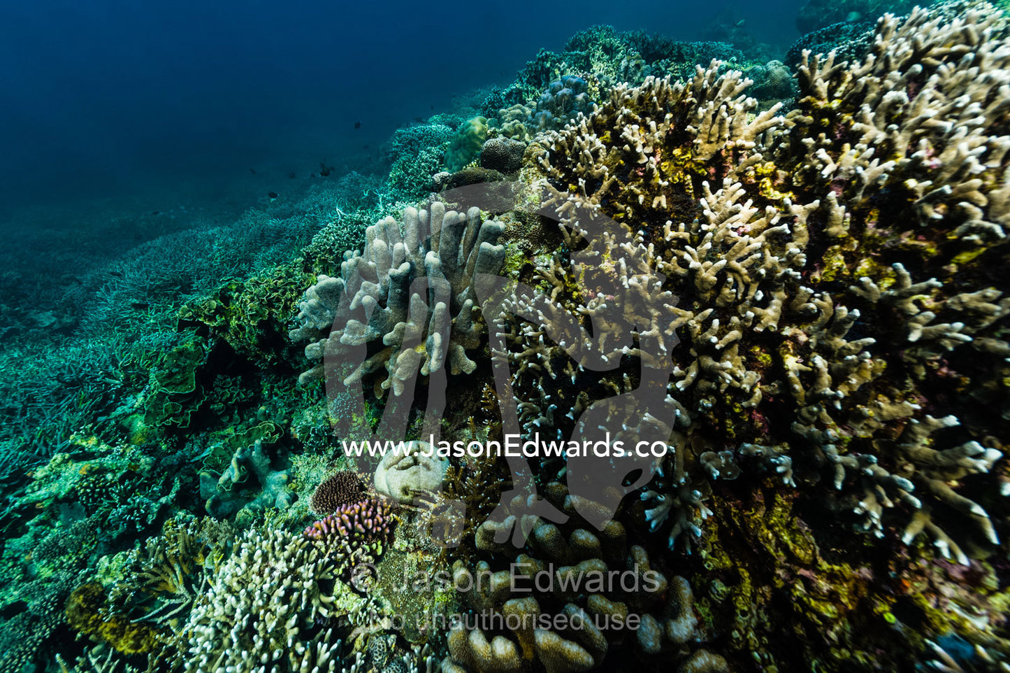 A pristine and healthy coral reef growing on top of a volcanic lava flow in a shallow tropical sea. Lava Flow, Banda Neira, Banda Islands, Maluku Province, Indonesia.