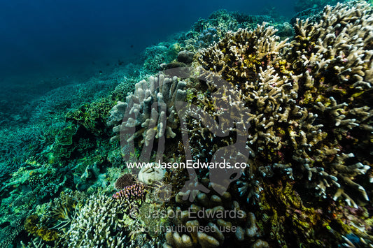 A pristine and healthy coral reef growing on top of a volcanic lava flow in a shallow tropical sea. Lava Flow, Banda Neira, Banda Islands, Maluku Province, Indonesia.