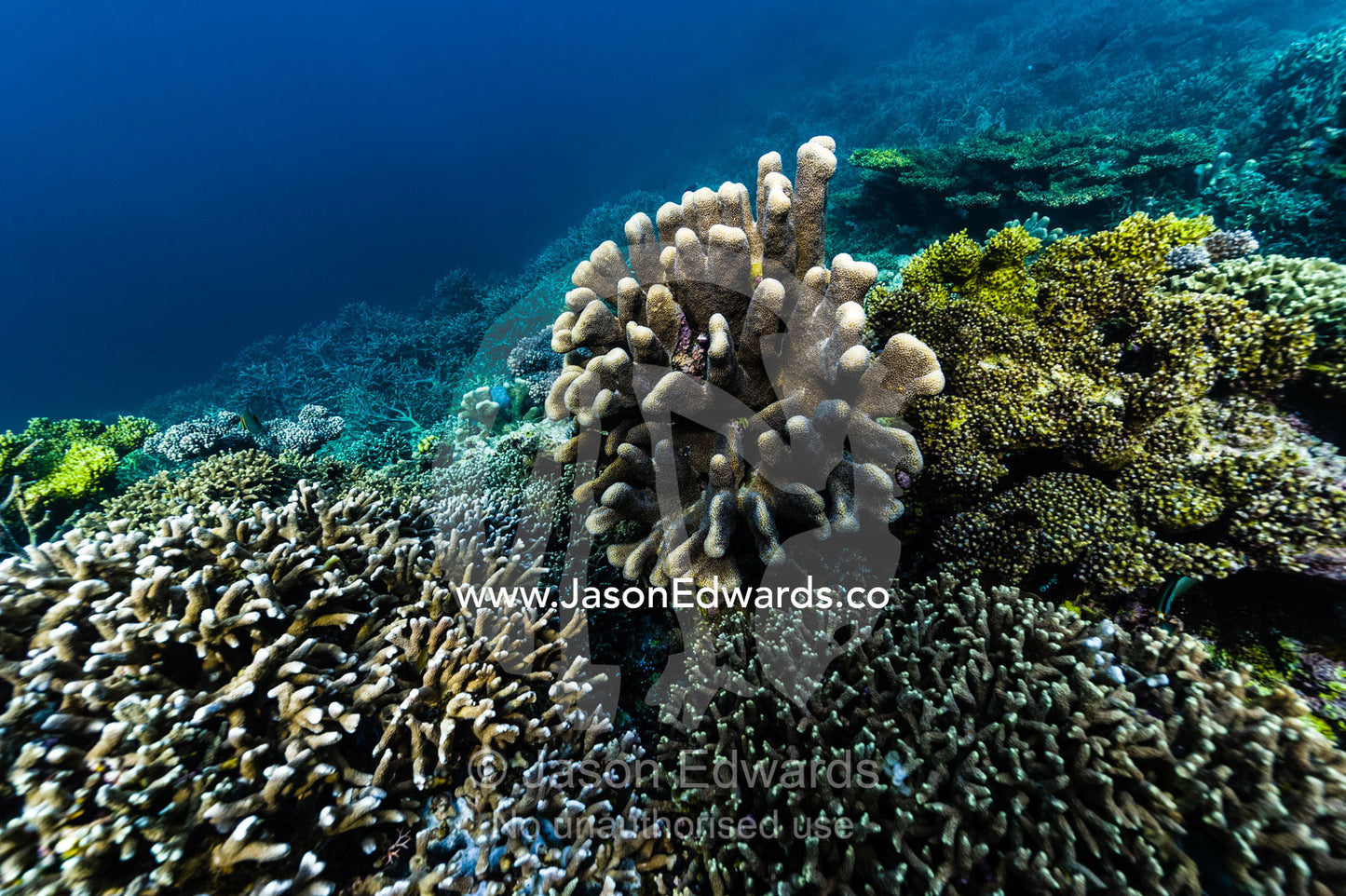 A colony of Pavona Cactus Coral�and stony coral growing on a reef on top of a volcanic lava flow. Lava Flow, Banda Neira, Banda Islands, Maluku Province, Indonesia.