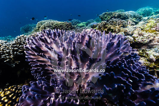 A bright purple Devil's Hand Coral?growing on a reef on top of a volcanic lava flow. Lava Flow, Banda Neira, Banda Islands, Maluku Province, Indonesia.