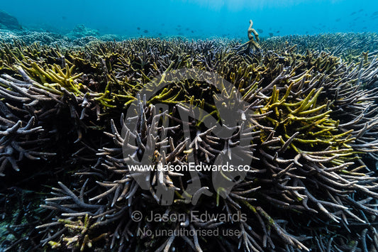A forest of pristine and healthy Staghorn Coral reef growing on top of a volcanic lava flow in a shallow tropical sea. Lava Flow, Banda Neira, Banda Islands, Maluku Province, Indonesia.