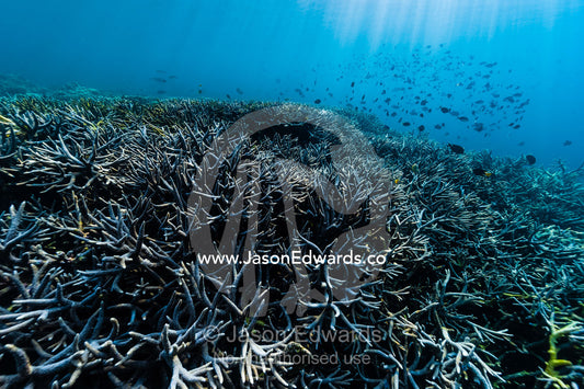 Shoals of reef fish swim in sunrays above a forest of pristine and healthy Staghorn Coral growing on top of a volcanic lava flow in a shallow tropical sea. Lava Flow, Banda Neira, Banda Islands, Maluku Province, Indonesia.