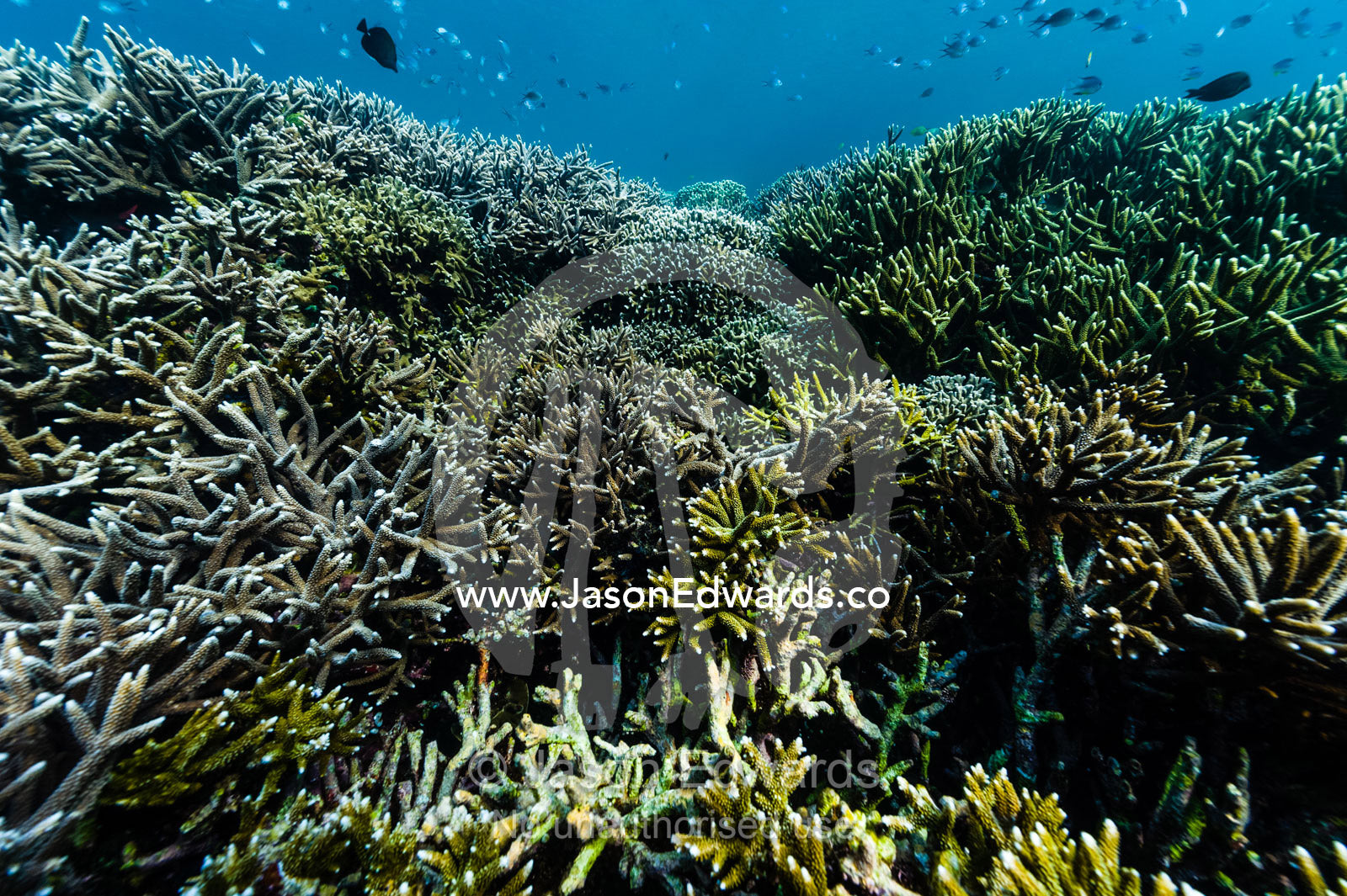 A forest of pristine and healthy Staghorn Coral reef growing on top of a volcanic lava flow in a shallow tropical sea. Lava Flow, Banda Neira, Banda Islands, Maluku Province, Indonesia.