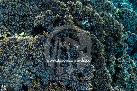 Layers of healthy Table Coral reef growing on top of a volcanic lava flow in a shallow tropical sea. Lava Flow, Banda Neira, Banda Islands, Maluku Province, Indonesia.