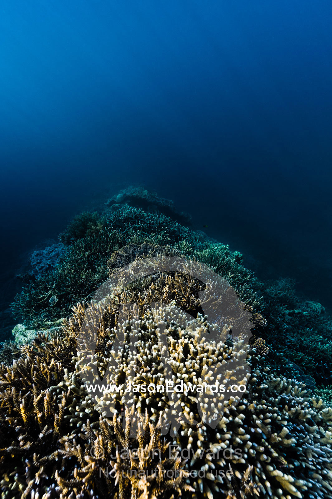 A pristine colony of Horn Coral growing on a lava flow from an active volcano. Lava Flow, Banda Neira, Banda Islands, Maluku Province, Indonesia.
