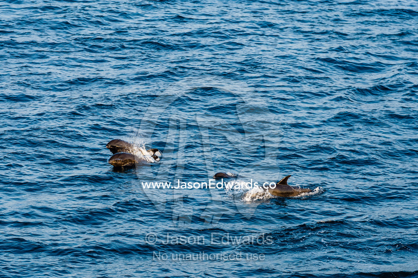 A pod of Melon-headed Whales surfacing to breathe at high speed. Banda Neira, Banda Islands, Maluku Province, Indonesia.