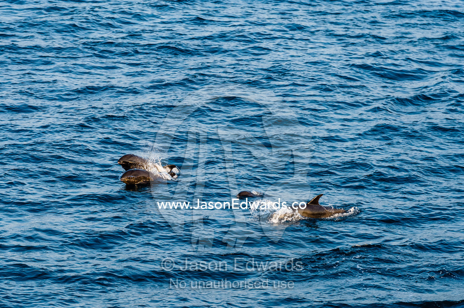 A pod of Melon-headed Whales surfacing to breathe at high speed. Banda Neira, Banda Islands, Maluku Province, Indonesia.