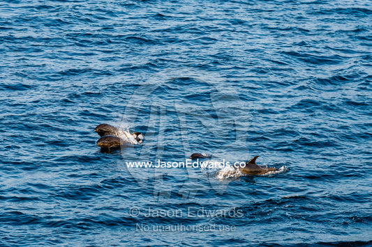 A pod of Melon-headed Whales surfacing to breathe at high speed. Banda Neira, Banda Islands, Maluku Province, Indonesia.