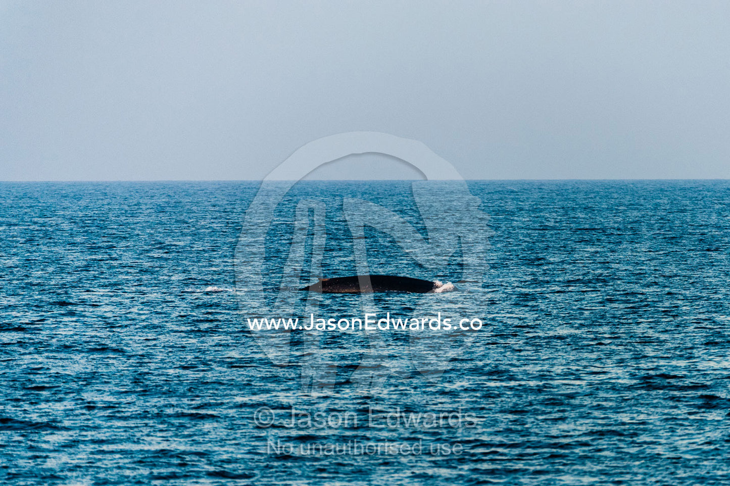 A gigantic Blue Whale dwarfed on the ocean horizon. Lava Flow, Banda Neira, Banda Islands, Maluku Province, Indonesia.