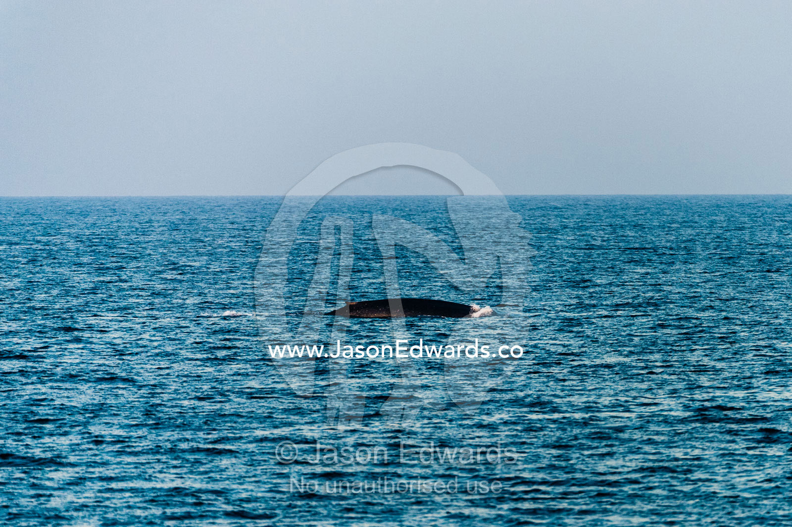 A gigantic Blue Whale dwarfed on the ocean horizon. Lava Flow, Banda Neira, Banda Islands, Maluku Province, Indonesia.
