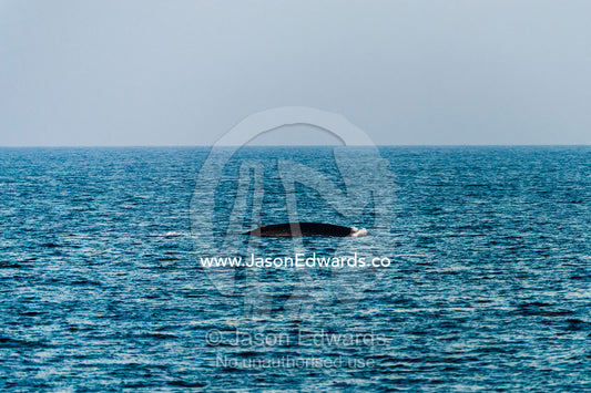 A gigantic Blue Whale dwarfed on the ocean horizon. Lava Flow, Banda Neira, Banda Islands, Maluku Province, Indonesia.