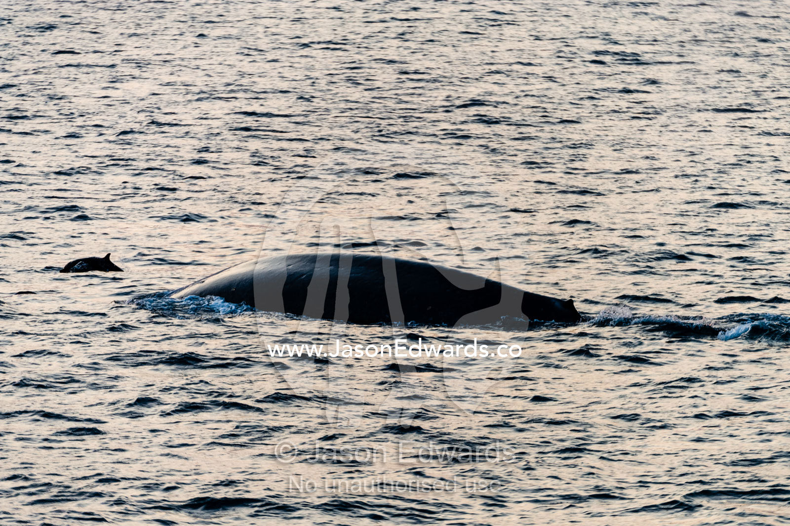 An Indo-Pacific Bottlenose Dolphin bow riding on the wake of a gigantic Blue Whale. Lava Flow, Banda Neira, Banda Islands, Maluku Province, Indonesia.