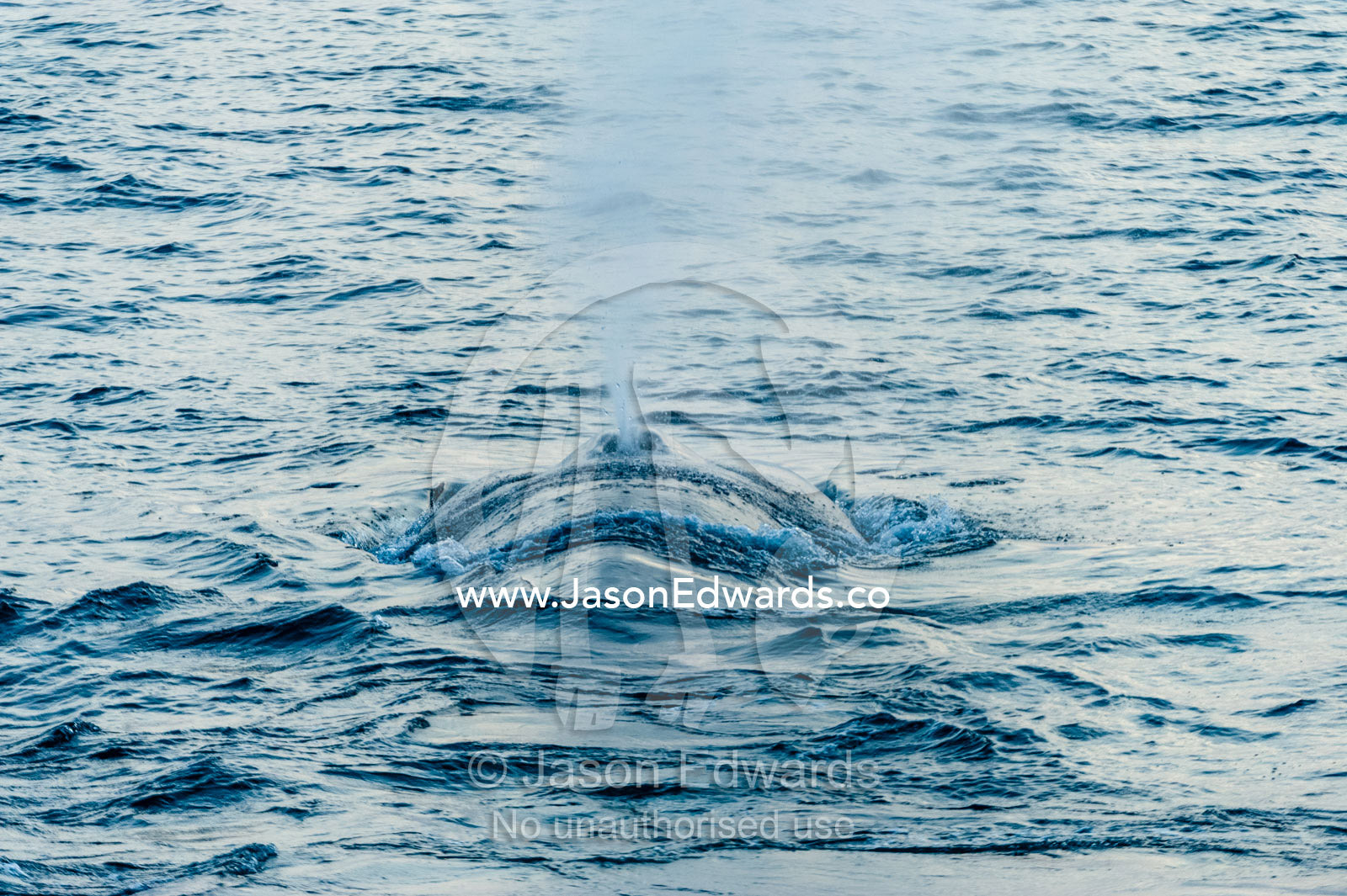 A gigantic Blue Whale surfaces to exhale and breathe through it's blowhole. Lava Flow, Banda Neira, Banda Islands, Maluku Province, Indonesia.