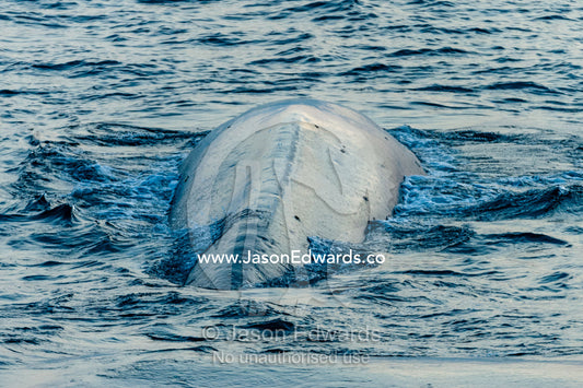 A gigantic Blue Whale surfaces to exhale and breathe through it's blowhole. Lava Flow, Banda Neira, Banda Islands, Maluku Province, Indonesia.