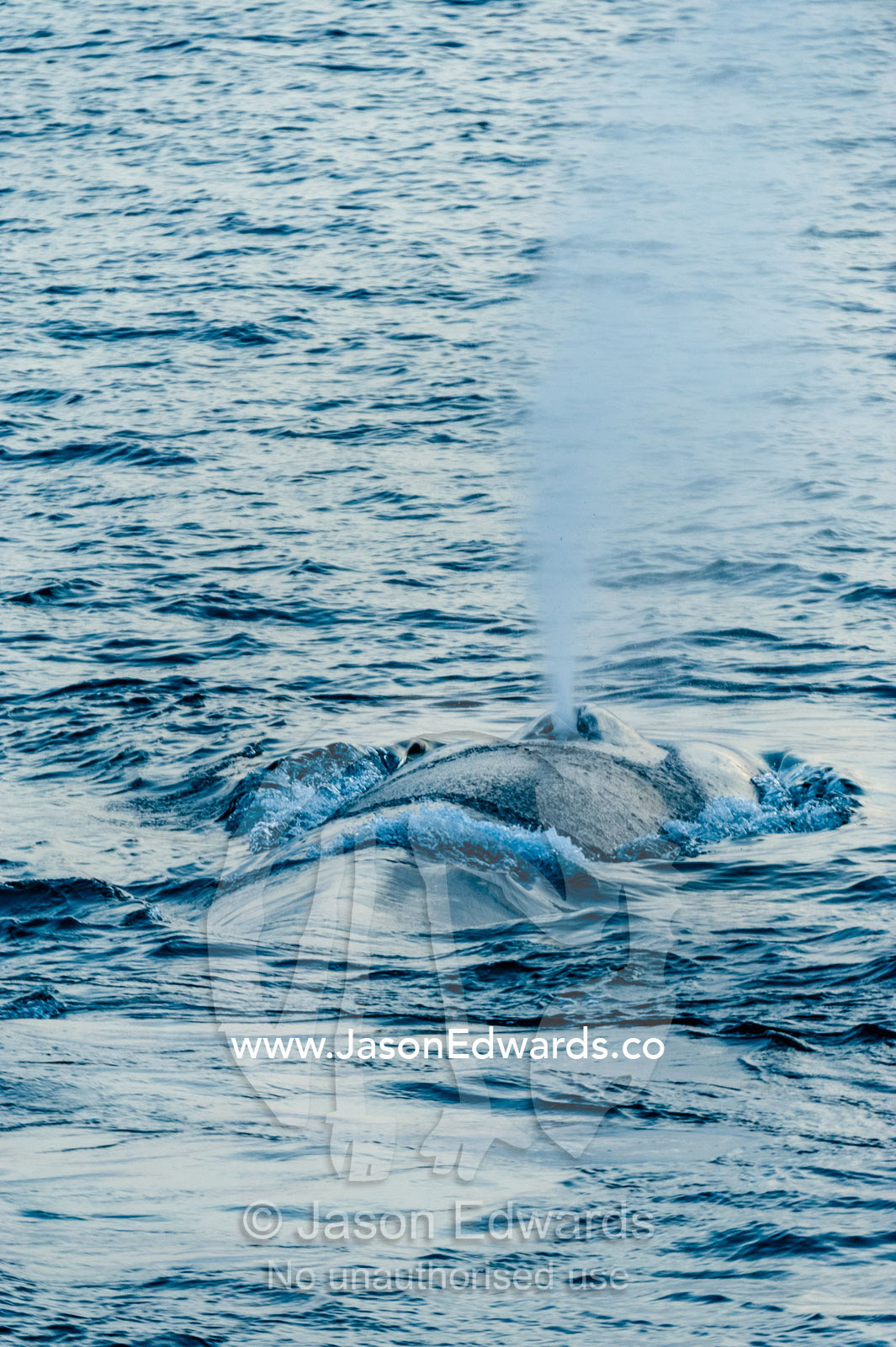 A gigantic Blue Whale surfaces to exhale and breathe through it's blowhole. Lava Flow, Banda Neira, Banda Islands, Maluku Province, Indonesia.