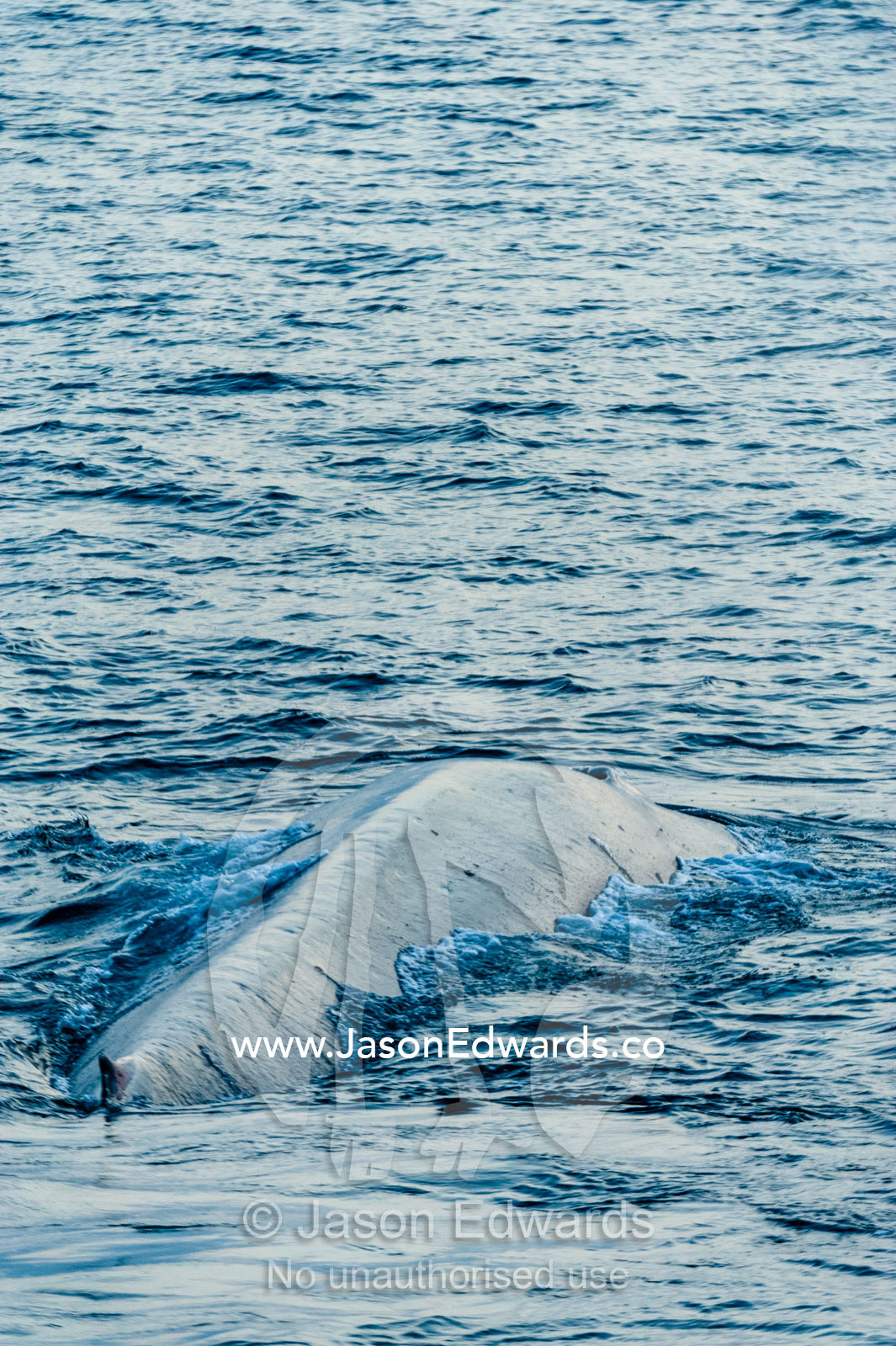 A gigantic Blue Whale surfaces to exhale and breathe through it's blowhole. Lava Flow, Banda Neira, Banda Islands, Maluku Province, Indonesia.