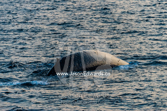 A gigantic Blue Whale arches it's back to dive beneath the ocean surface. Lava Flow, Banda Neira, Banda Islands, Maluku Province, Indonesia.