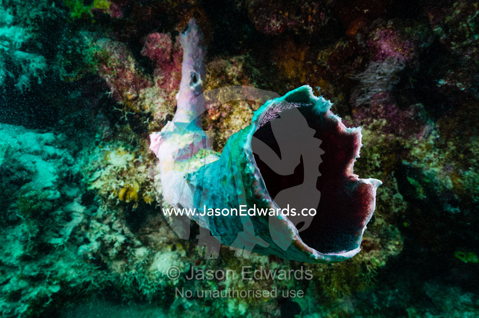 A large horn-like sponge extending from the wall of a tropical reef. Fergusson Island, D'Entrecasteaux Islands, Papua New Guinea.
