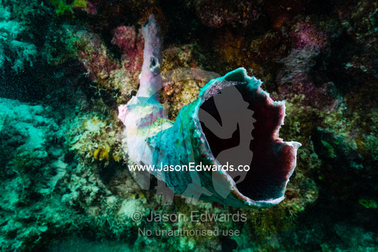 A large horn-like sponge extending from the wall of a tropical reef. Fergusson Island, D'Entrecasteaux Islands, Papua New Guinea.