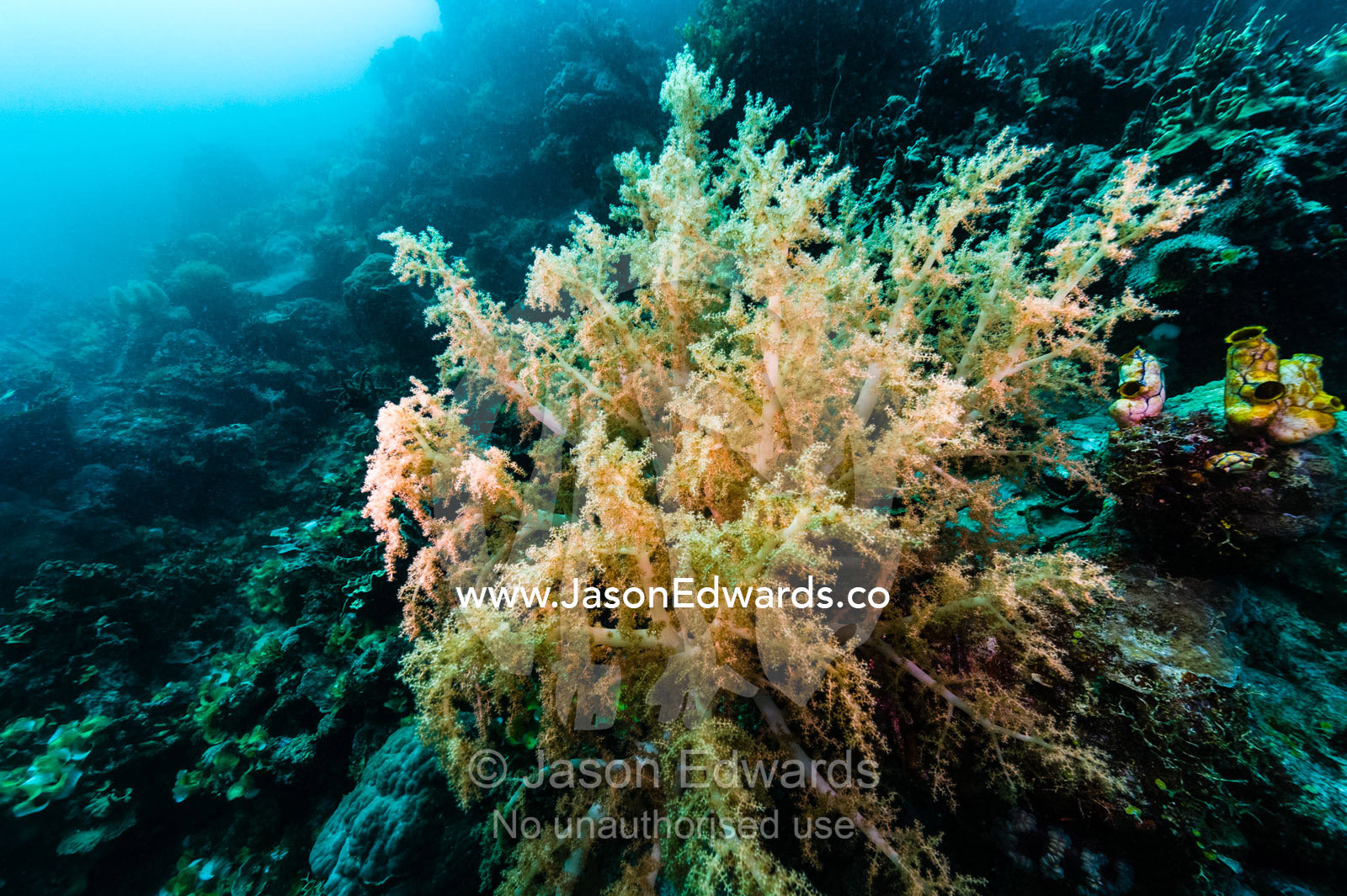 A colony of Lemnalia a soft coral also known as cauliflower coral feeding on a reef. Fergusson Island, D'Entrecasteaux Islands, Papua New Guinea.
