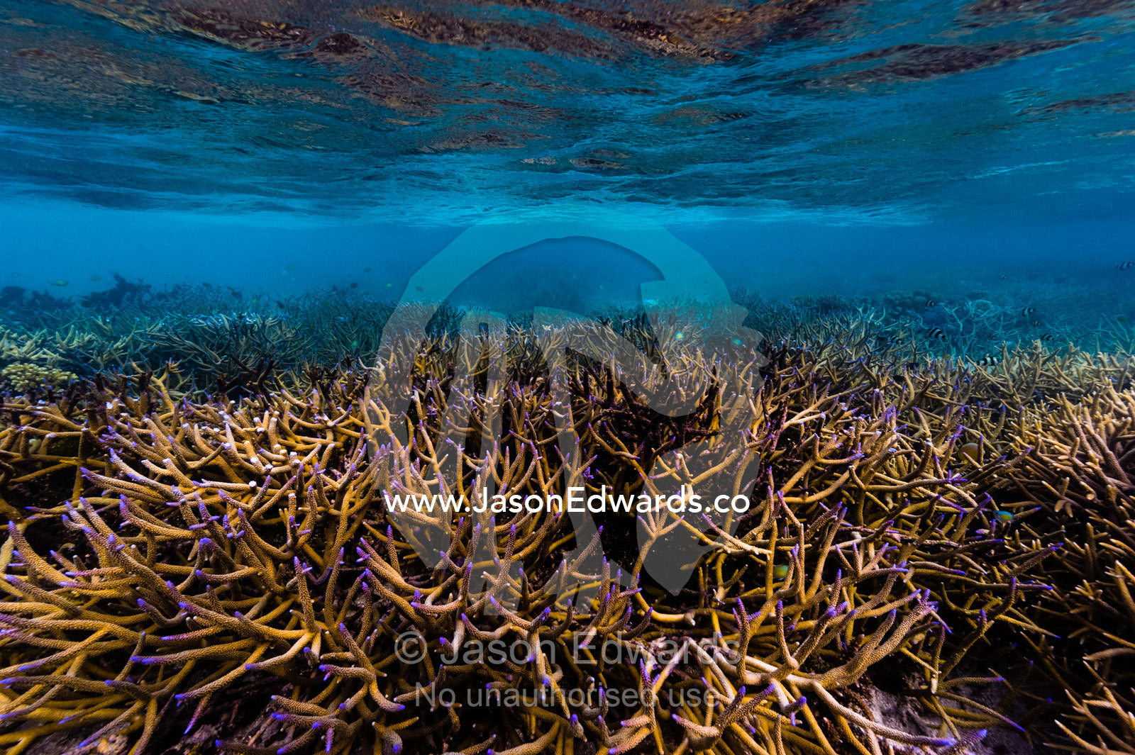 A pristine forest of Staghorn coral with bright purple tips in the  shallow waters of a tropical sea. Fergusson Island, D'Entrecasteaux Islands, Papua New Guinea.