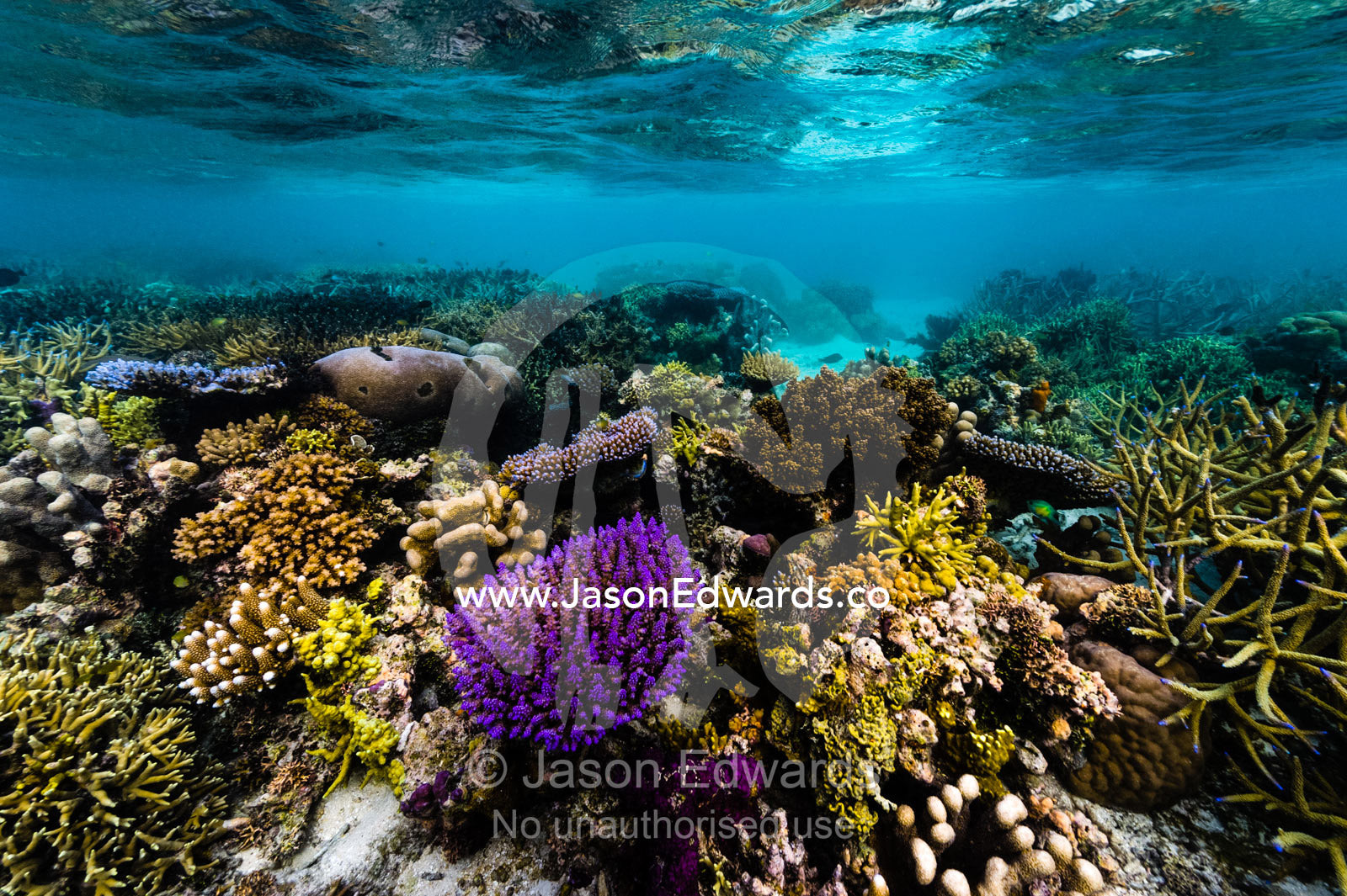 A bright purple hard coral sprouting from a flourishing tropical reef in shallow water. Fergusson Island, D'Entrecasteaux Islands, Papua New Guinea.